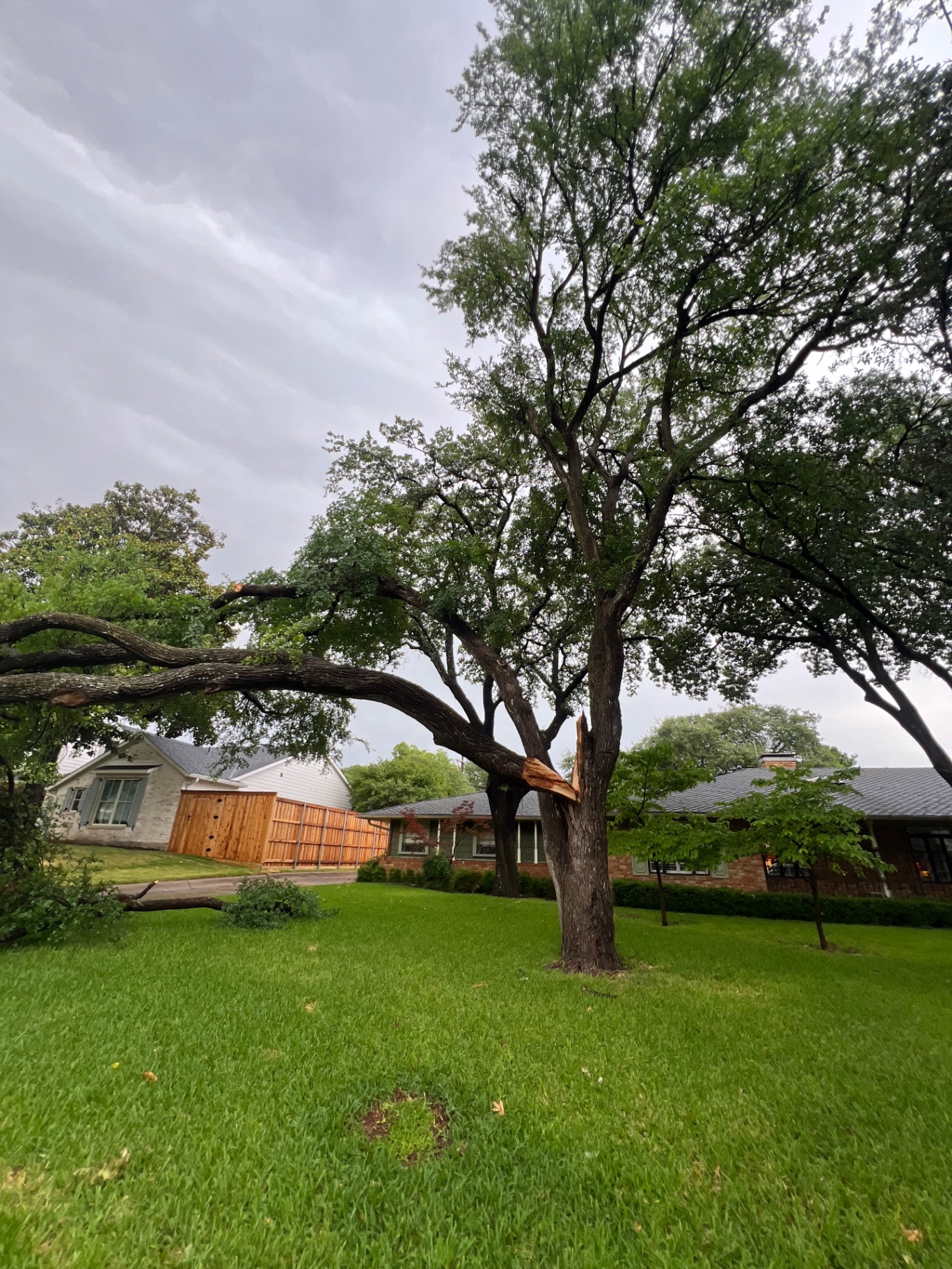 Storm-damaged tree with a split branch in a Dallas front yard
