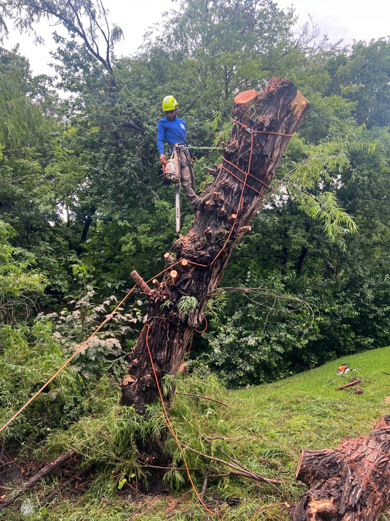 Certified climber rigging a damaged tree trunk with ropes