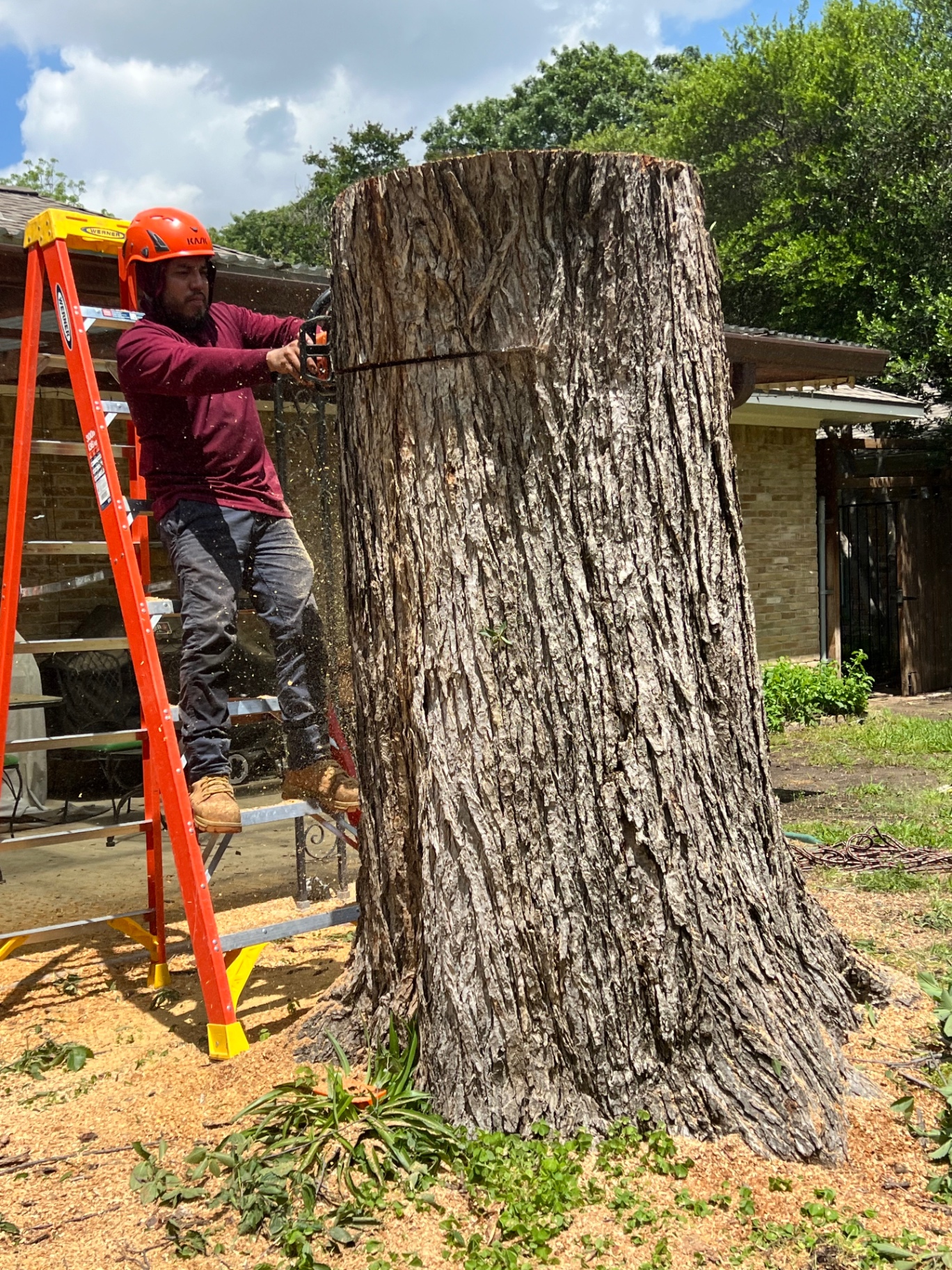 Arborist cutting a tall stump from a ladder